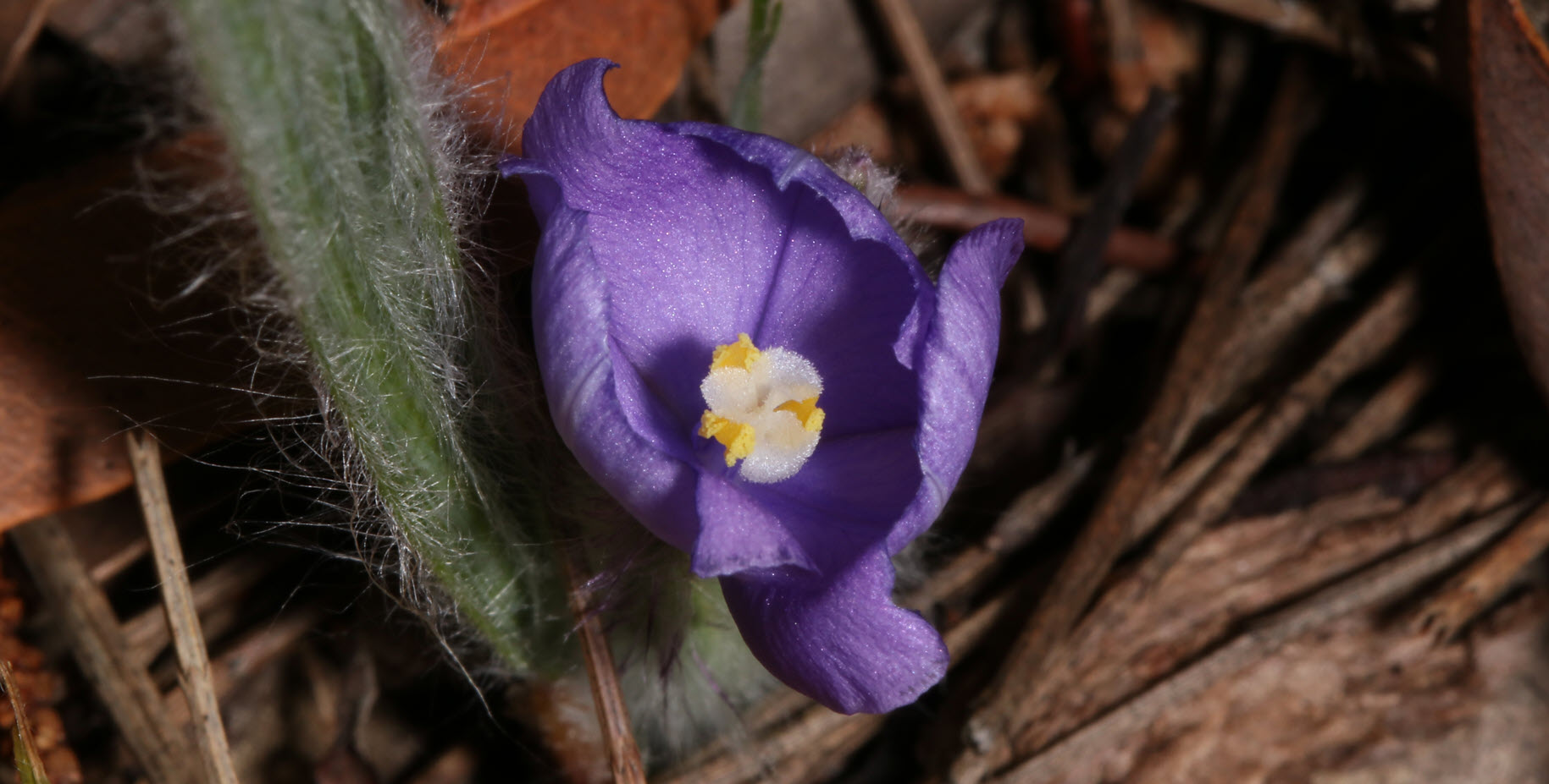 おまとめ5着【EN FOCUS STUDIO】フラワーシースルー993 Amazon.com: JOJO&Peach Orchid Bonsai Building Set, Botanical